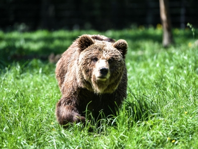 Bruine beer - De Zonnegloed - Dierenpark - Dieren opvangcentrum - Sanctuary